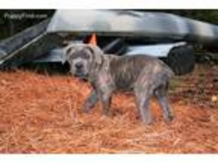 Cane Corso Puppy for sale in Shreveport, LA, USA