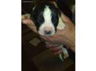 Saint Berdoodle Puppy for sale in Fairmount, IL, USA