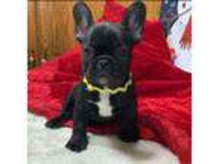 French Bulldog Puppy for sale in Hartley, IA, USA
