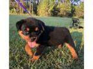 Rottweiler Puppy for sale in Picayune, MS, USA