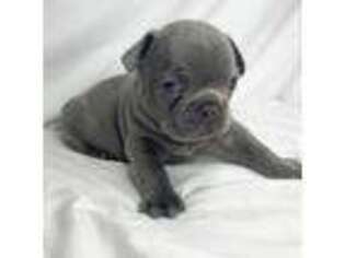 French Bulldog Puppy for sale in Hackensack, NJ, USA