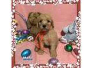Goldendoodle Puppy for sale in Alliance, OH, USA