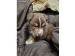 Miniature Australian Shepherd Puppy for sale in Marshalltown, IA, USA