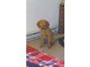 Golden Retriever Puppy for sale in Norfolk, VA, USA