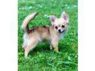 Chihuahua Puppy for sale in Levittown, PA, USA