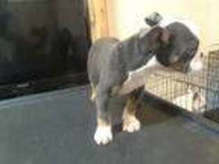 Bulldog Puppy for sale in Greenville, SC, USA