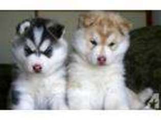 Siberian Husky Puppy for sale in TULSA, OK, USA