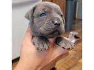 Cane Corso Puppy for sale in Hereford, AZ, USA