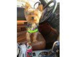 Yorkshire Terrier Puppy for sale in Cleveland, OH, USA