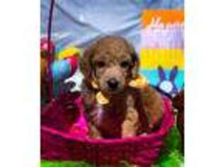 Mutt Puppy for sale in Morton, MS, USA