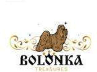 Russian Tsvetnaya Bolonka Puppy for sale in Phoenix, AZ, USA