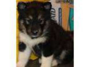 Alaskan Malamute Puppy for sale in Mesa, AZ, USA