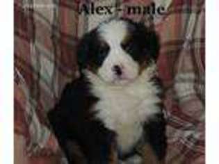 Bernese Mountain Dog Puppy for sale in Clarkrange, TN, USA