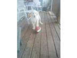 Labradoodle Puppy for sale in Brighton, MO, USA
