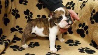 Bulldog Puppy for sale in Sidney, IA, USA