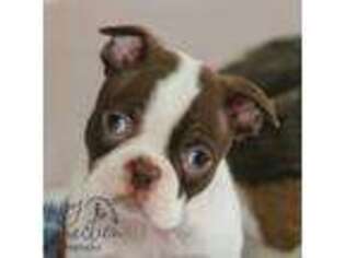 Boston Terrier Puppy for sale in Argos, IN, USA