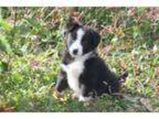 Border Collie Puppy for sale in Tiskilwa, IL, USA