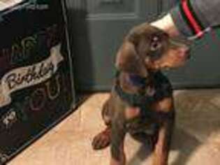 Doberman Pinscher Puppy for sale in Toledo, OH, USA