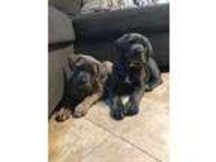 Medium Photo #1 Cane Corso Puppy For Sale in Keene, NH, USA