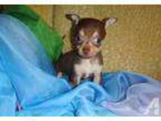 Chihuahua Puppy for sale in CALABASAS, CA, USA