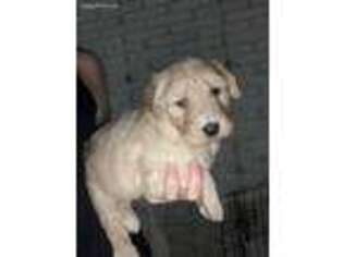 Goldendoodle Puppy for sale in Roodhouse, IL, USA