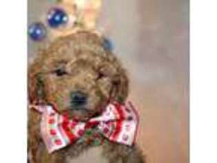 Mutt Puppy for sale in Milton, FL, USA