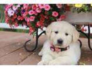 Golden Retriever Puppy for sale in Mount Crawford, VA, USA