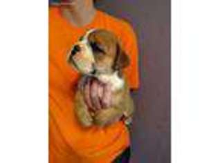 Bulldog Puppy for sale in Corinth, MS, USA