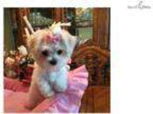 Maltese Puppy for sale in Lakeland, FL, USA
