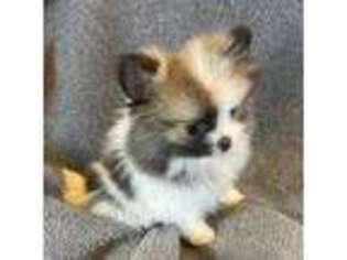 Pomeranian Puppy for sale in Apex, NC, USA