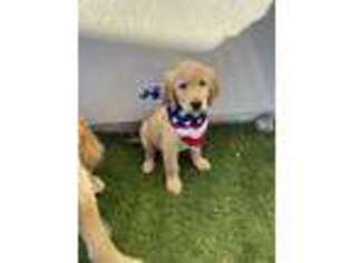 Golden Retriever Puppy for sale in Searchlight, NV, USA