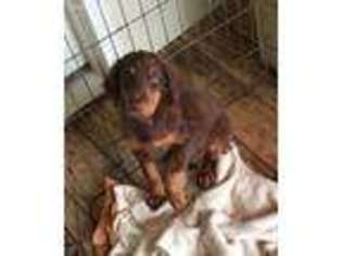 Doberman Pinscher Puppy for sale in Elberton, GA, USA
