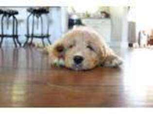 Goldendoodle Puppy for sale in Durham, NC, USA