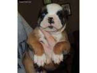Olde English Bulldogge Puppy for sale in Topeka, KS, USA