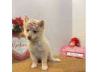 Siberian Husky Puppy for sale in Shirley, NY, USA