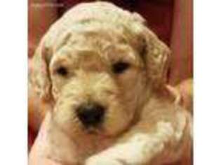 Goldendoodle Puppy for sale in Westminster, MD, USA