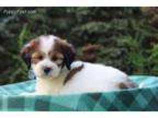Tibetan Terrier Puppy for sale in Eden Valley, MN, USA