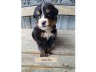 Bernese Mountain Dog Puppy for sale in Watsontown, PA, USA