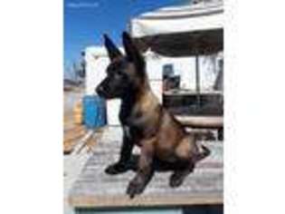Belgian Malinois Puppy for sale in San Diego, CA, USA