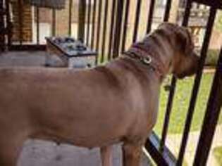 Mastiff Puppy for sale in Annandale, VA, USA