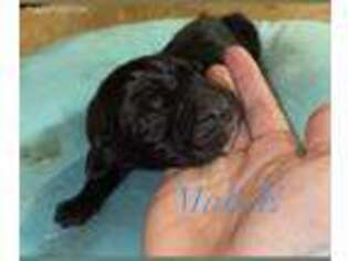 Cane Corso Puppy for sale in Manito, IL, USA
