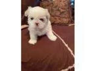 Mutt Puppy for sale in Brunswick, GA, USA