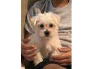 Maltese Puppy for sale in Greer, SC, USA