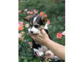 Pembroke Welsh Corgi Puppy for sale in Alexis, NC, USA