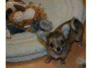 Chihuahua Puppy for sale in Largo, FL, USA