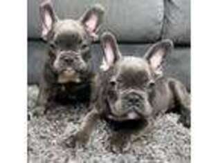 French Bulldog Puppy for sale in Winfield, IL, USA