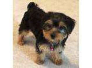 Yorkshire Terrier Puppy for sale in Seaman, OH, USA