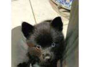 Mutt Puppy for sale in Portage, MI, USA