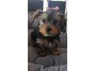 Yorkshire Terrier Puppy for sale in Sylmar, CA, USA