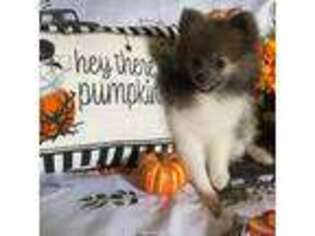 Pomeranian Puppy for sale in Clover, SC, USA